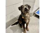 Adopt Joey a Australian Shepherd / Mixed dog in Silverdale, WA (37185180)