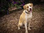 Adopt HANDSOME a Tan/Yellow/Fawn Bull Terrier / Mixed dog in Santa Cruz