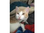 Adopt Link a Cream or Ivory (Mostly) American Shorthair / Mixed (medium coat)