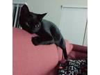Adopt Lord a Black (Mostly) American Shorthair / Mixed (short coat) cat in