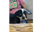 Adopt Bluey a Black - with White Australian Cattle Dog / Mixed dog in