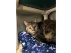 Adopt Olivia a Brown Tabby Domestic Mediumhair / Mixed (medium coat) cat in