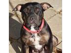 Adopt Rose a Brown/Chocolate - with White American Staffordshire Terrier / Mixed