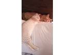 Adopt Pookie Bookie a Orange or Red Tabby Domestic Shorthair (short coat) cat in
