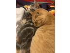 Adopt Buttons a Orange or Red American Shorthair (medium coat) cat in Mobile
