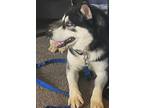 Adopt Nova a Black - with White Husky / Mixed dog in Detroit, MI (37184712)