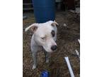 Adopt Blu a White - with Gray or Silver American Pit Bull Terrier / Mixed dog in