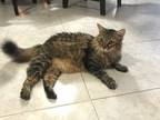 Adopt Baby a Tiger Striped Maine Coon / Mixed (medium coat) cat in Margate
