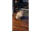 Adopt Saffy a Tan or Fawn Siamese / Mixed (medium coat) cat in Corpus Christi