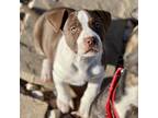 Adopt Ladybug a Brown/Chocolate - with White American Pit Bull Terrier / Mixed