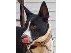 Adopt Elliott a Black - with White Bearded Collie / American Pit Bull Terrier /