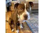 Adopt Duke a Brown/Chocolate - with White American Pit Bull Terrier / Mixed dog