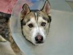 Adopt VEGAS a Black Siberian Husky / Mixed dog in Denver, CO (37184807)