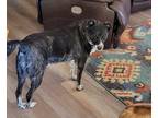 Adopt Sadie a Black - with White Australian Cattle Dog / Labrador Retriever /