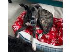 Adopt Jiffy a Brindle - with White Plott Hound / Mixed dog in Denver