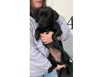 Adopt Nadine a Black Dachshund / Mixed dog in Clifton Park, NY (37184549)