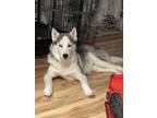 Adopt Artemis a Gray/Silver/Salt & Pepper - with White Husky / Mixed dog in