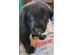 Adopt Ali pup- Storm a Black Shepherd (Unknown Type) / Mixed dog in Niagara