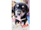 Adopt Ali pup- Star a Black - with Tan, Yellow or Fawn Shepherd (Unknown Type) /