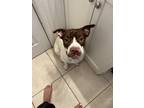 Adopt Unknown a White - with Brown or Chocolate American Pit Bull Terrier /