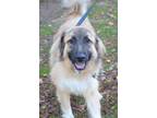 Adopt Titus a White Great Pyrenees / Husky / Mixed dog in Williamsburg