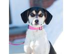 Adopt Rachel a White - with Brown or Chocolate Mixed Breed (Medium) / Mixed dog