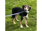 Adopt Penelope a Black Husky / Labrador Retriever / Mixed dog in Washington