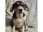 Adopt Tuck a Black Husky / Hound (Unknown Type) / Mixed dog in Washington