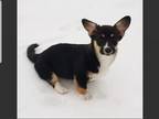 Adopt Basi a Black - with Tan, Yellow or Fawn Corgi / Corgi / Mixed dog in