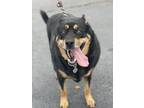 Adopt Sheba a Black - with Tan, Yellow or Fawn Rottweiler / Husky / Mixed dog in