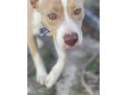 Adopt Colby a Tan/Yellow/Fawn - with White American Pit Bull Terrier / Mixed dog