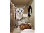 Adopt Working Cat: Bizzy a Siamese / Mixed (short coat) cat in Bloomington