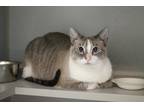 Adopt Cookie a Snowshoe / Mixed (short coat) cat in Bloomington, IN (37183364)