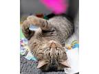 Adopt Benjamin a Domestic Shorthair / Mixed (short coat) cat in Bloomington