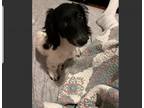 Adopt Tini a Black - with White Dachshund / Dachshund / Mixed dog in Tacoma