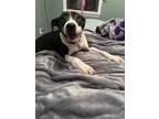 Adopt Mickey a Black - with White Mixed Breed (Medium) dog in Amherst