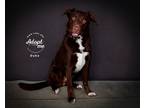 Adopt Duke a Labrador Retriever / Mixed dog in Salt Lake City, UT (37183131)
