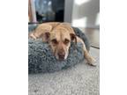 Adopt Mimi a Labrador Retriever dog in Sedalia, CO (37181722)