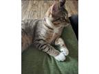Adopt Johnny a Domestic Shorthair / Mixed (short coat) cat in Brigham City -