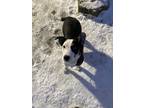 Adopt Legacy a Black - with White Mixed Breed (Medium) dog in Amherst