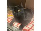 Adopt Domino a Domestic Shorthair / Mixed (short coat) cat in Logan