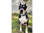 Adopt Nutmeg a American Pit Bull Terrier / American Staffordshire Terrier /