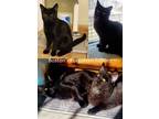 Adopt Mix & Match a All Black Manx (long coat) cat in Boston, MA (37183197)