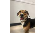 Adopt Phil a Feist dog in Roanoke, VA (37182582)