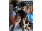 Adopt Mercedes a German Shepherd Dog / Shar Pei / Mixed dog in Hillsboro