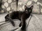Adopt Lolo a All Black Domestic Shorthair / Mixed (short coat) cat in Oxford