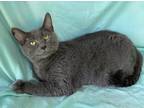 Adopt Sappho a Gray or Blue Russian Blue / Mixed (short coat) cat in Oxford