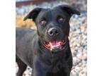 Adopt Thena a Labrador Retriever / Mixed dog in Golden, CO (37181932)