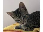 Adopt Sally a Brown Tabby Domestic Shorthair (short coat) cat in Toronto
