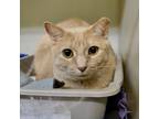 Adopt Misty (Bonded To Lucy) A Tan Or Fawn Tabby Domestic Shorthair / Mixed Cat